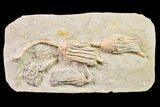 Fossil Crinoid Plate (Four Species) - Crawfordsville, Indiana #157252-4